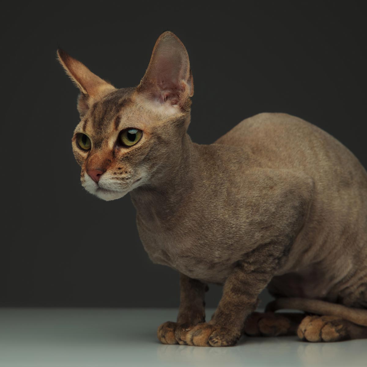 Peterbald