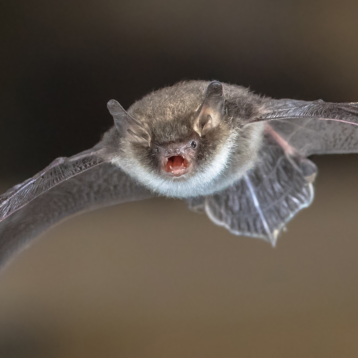 Chauve-souris