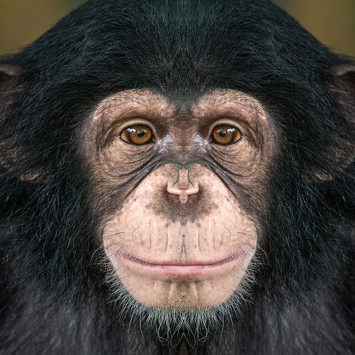 chimpanzé singe  Playmobil b9 
