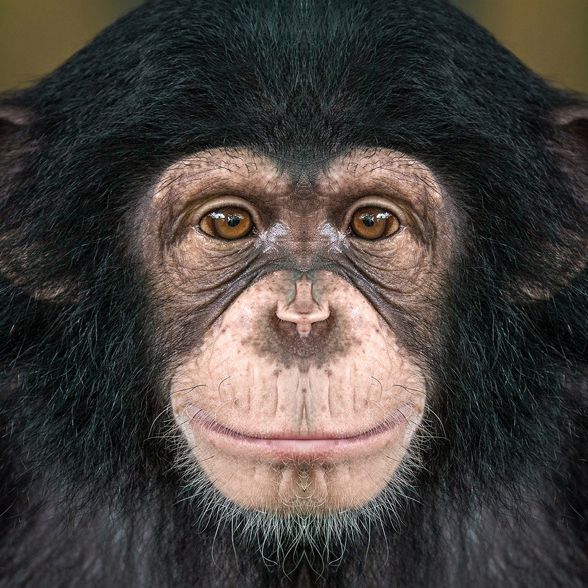Chimpanz Habitat Intelligence Alimentation Et Statut Zoologiste