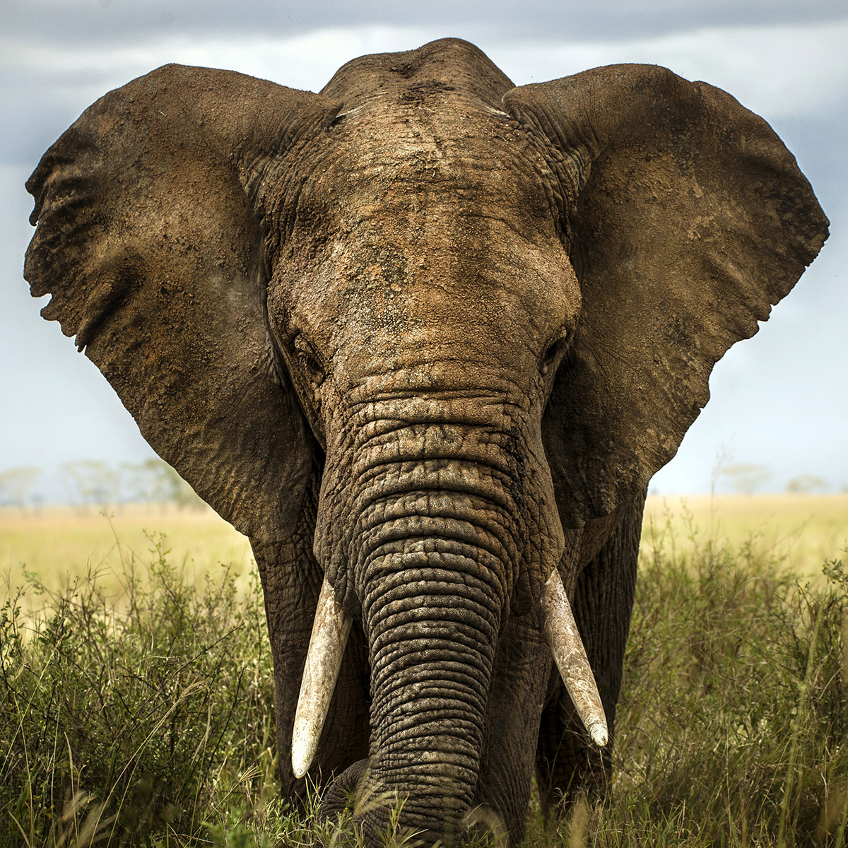 Éléphant d’Afrique