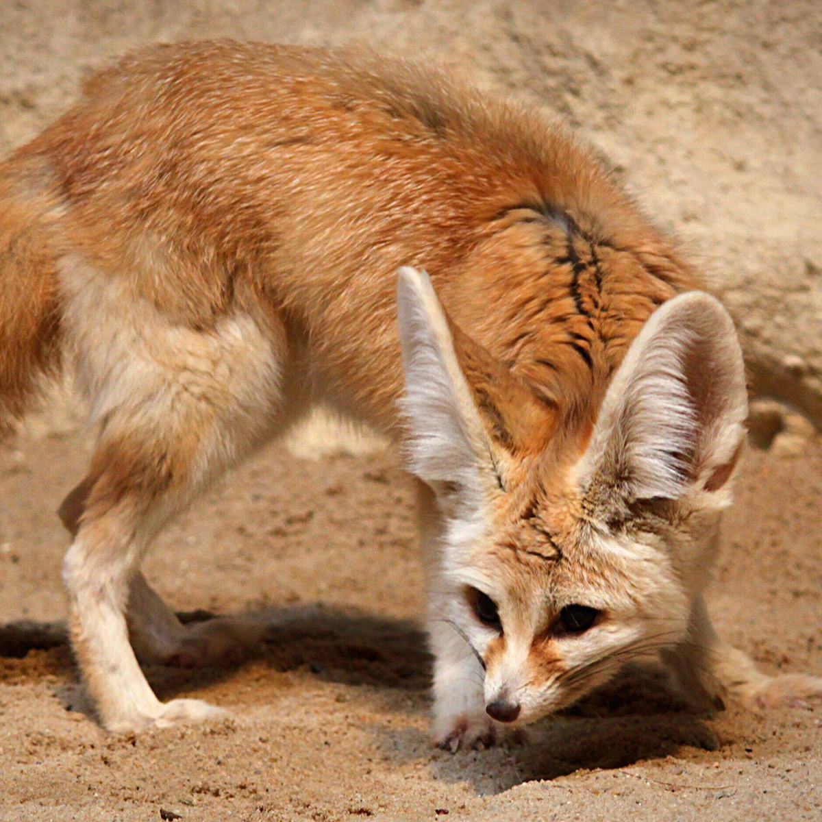 Fennec