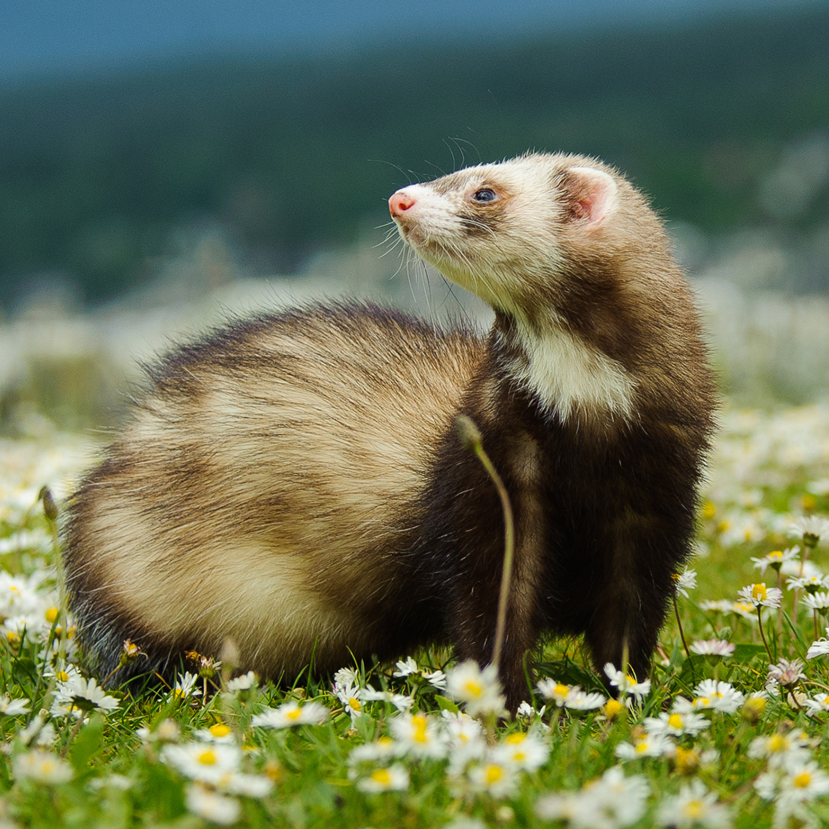 Furet