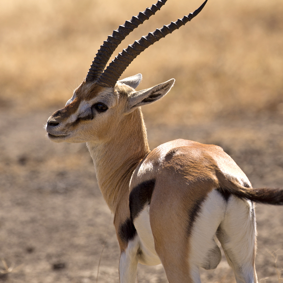 Gazelle