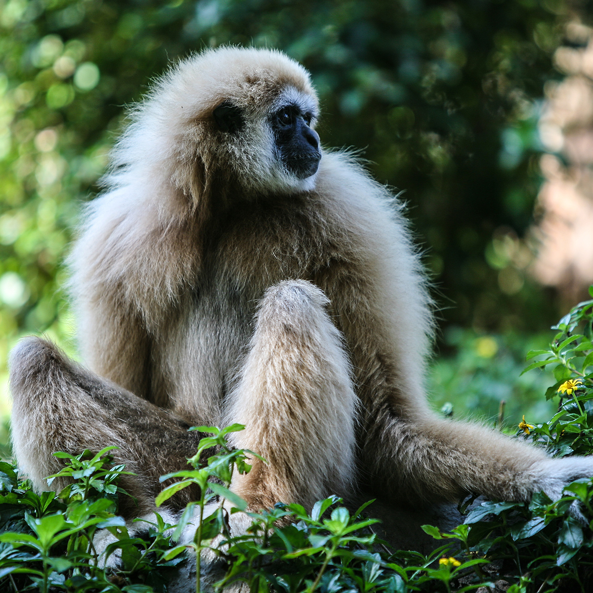 Gibbon