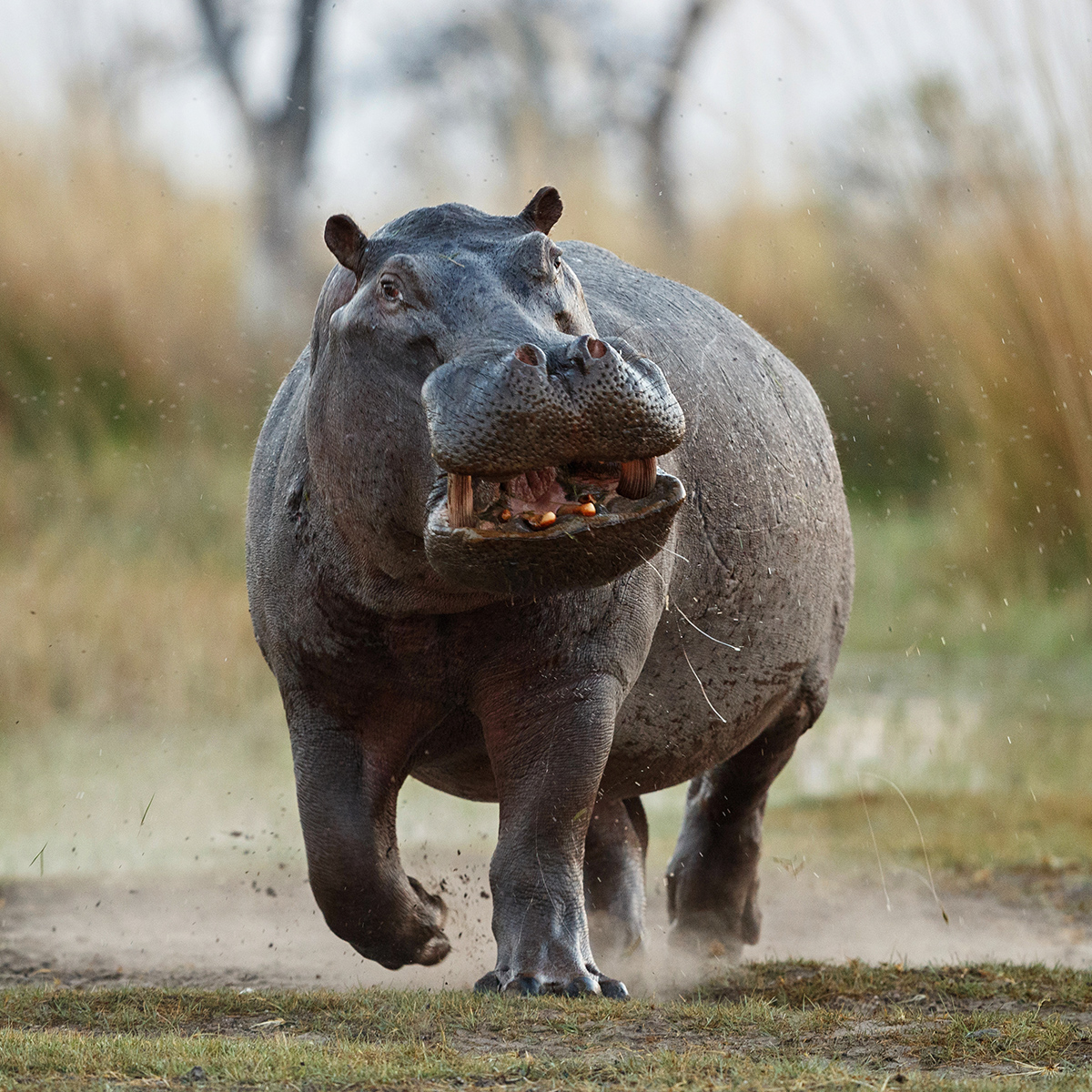 Hippopotame