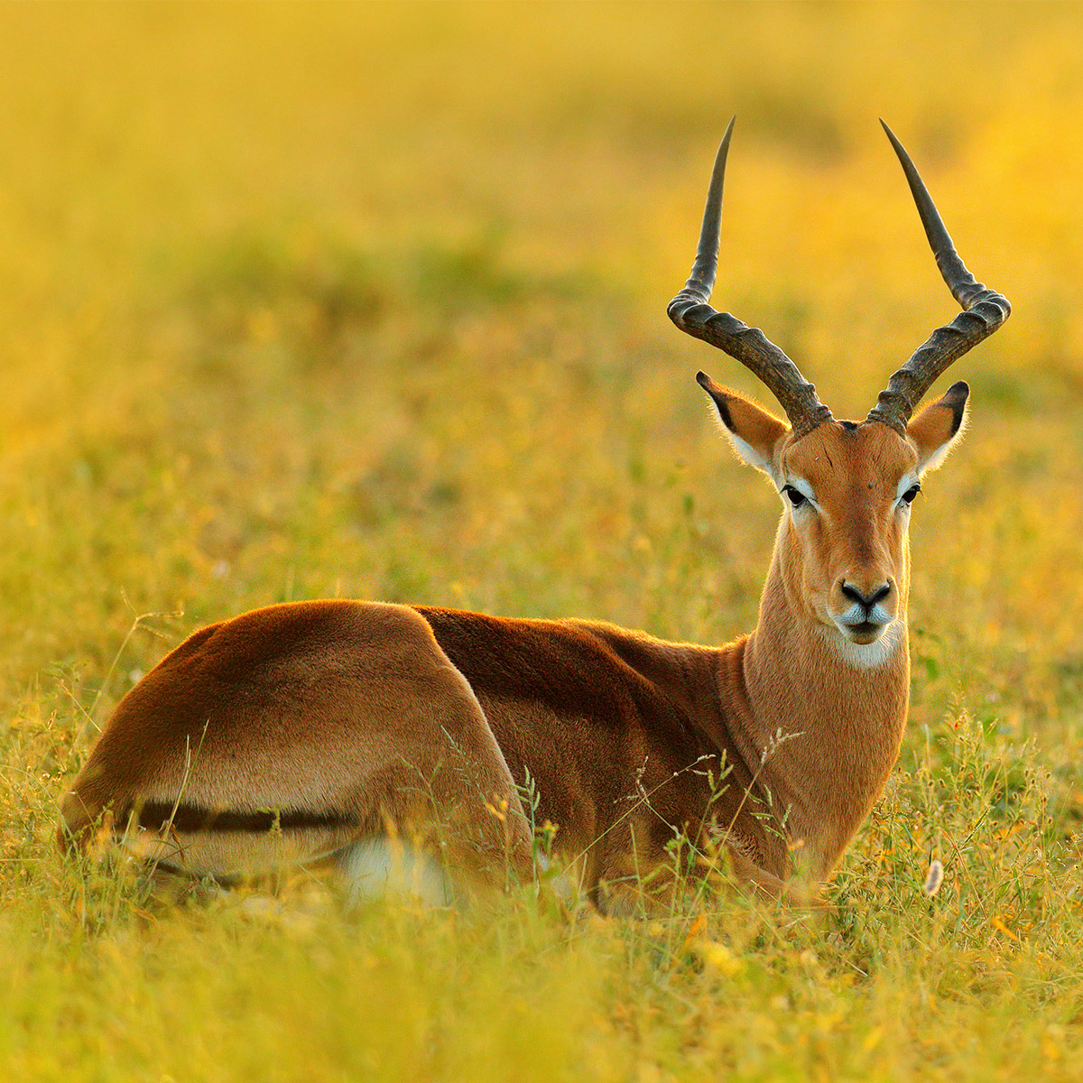 Impala