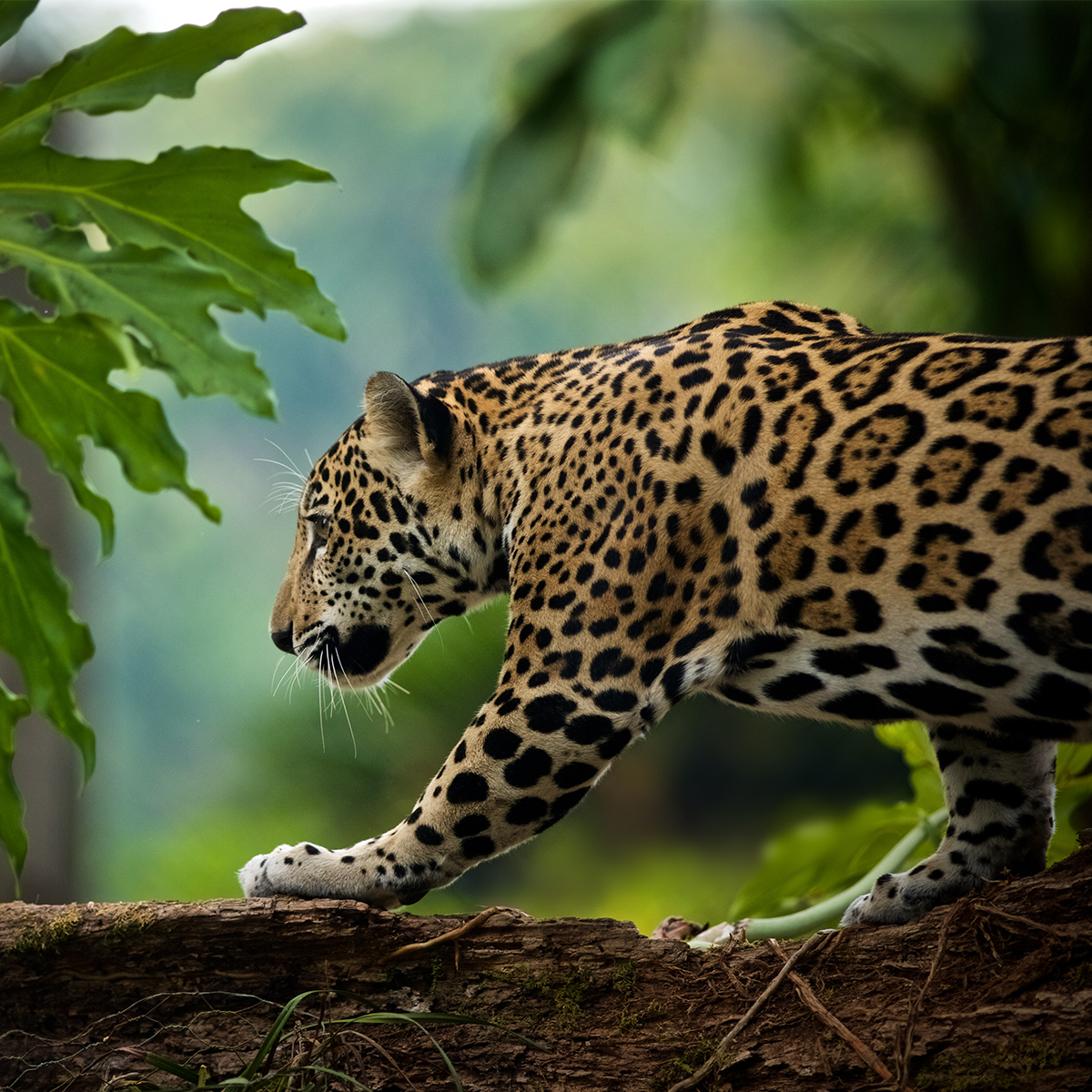 Jaguar