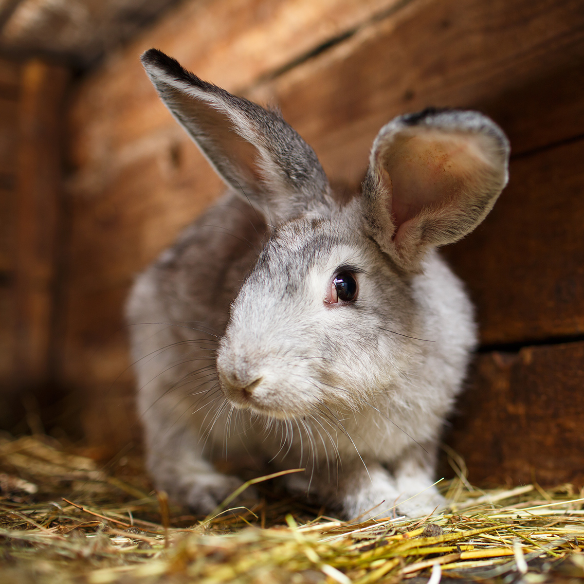 Lapin de garenne