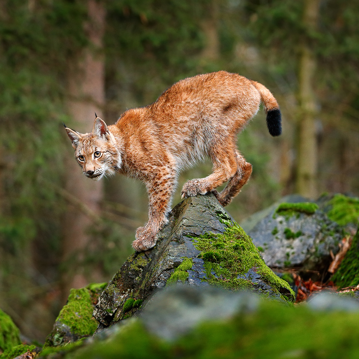 Lynx