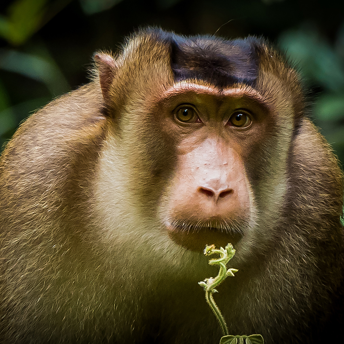 Macaque