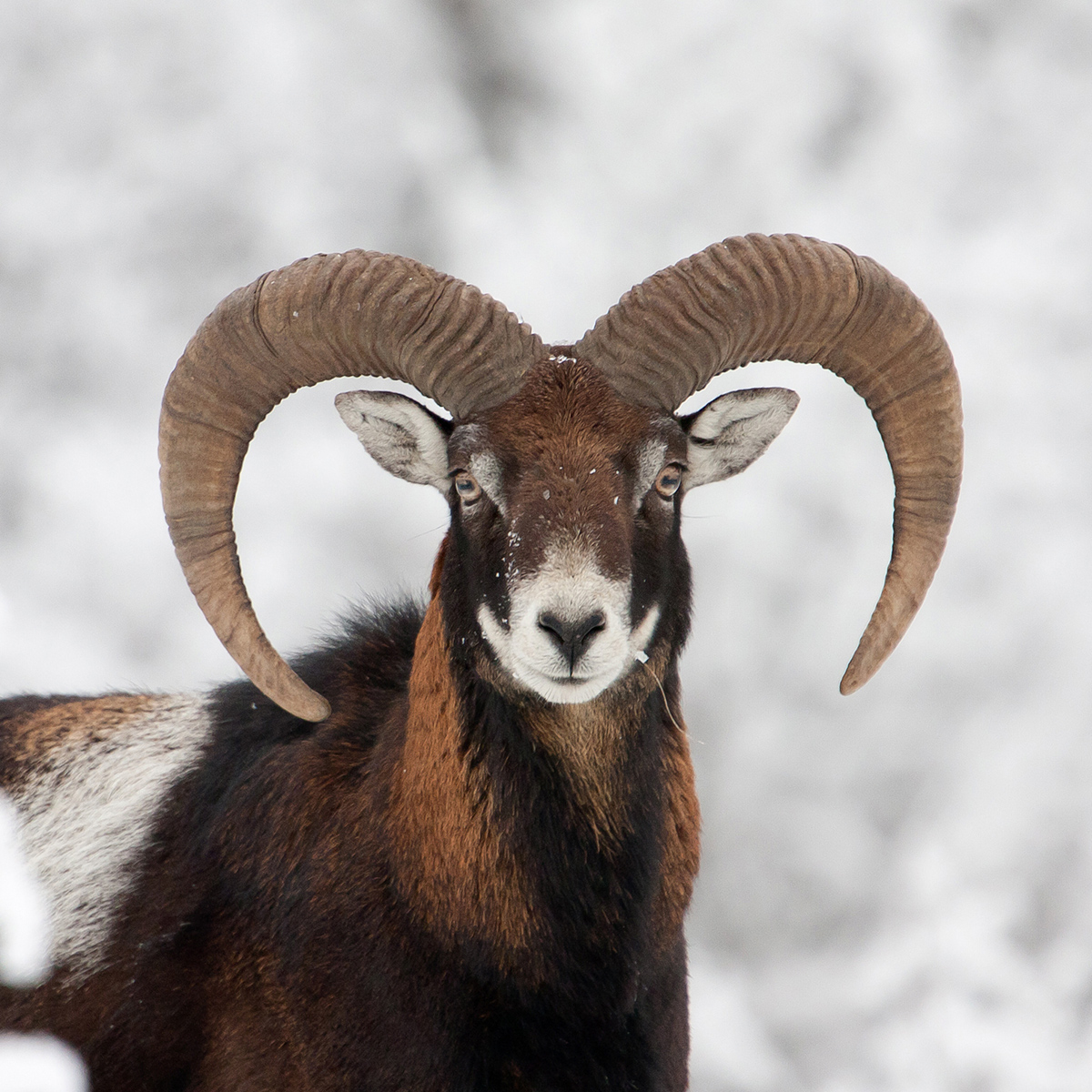 Mouflon