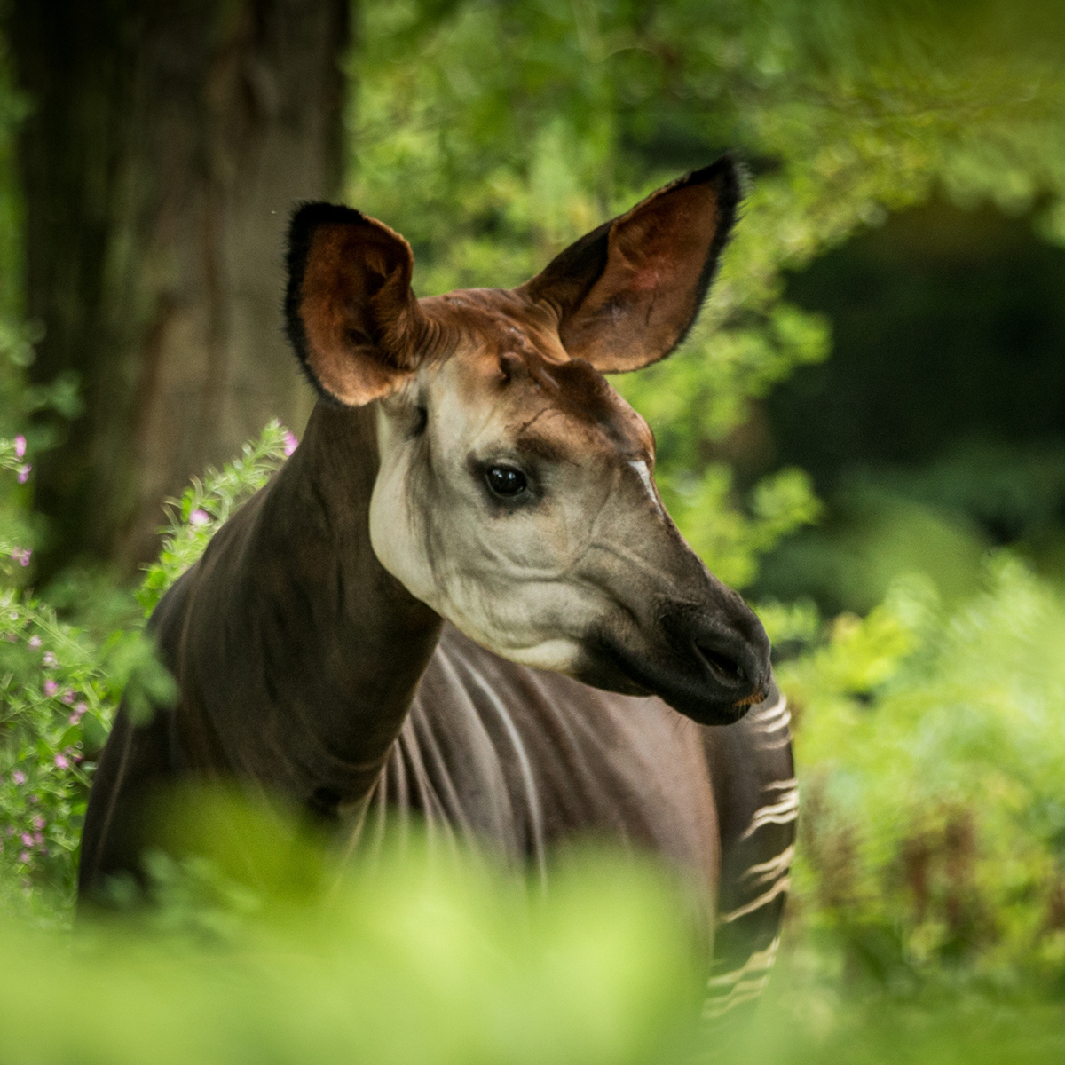 Okapi