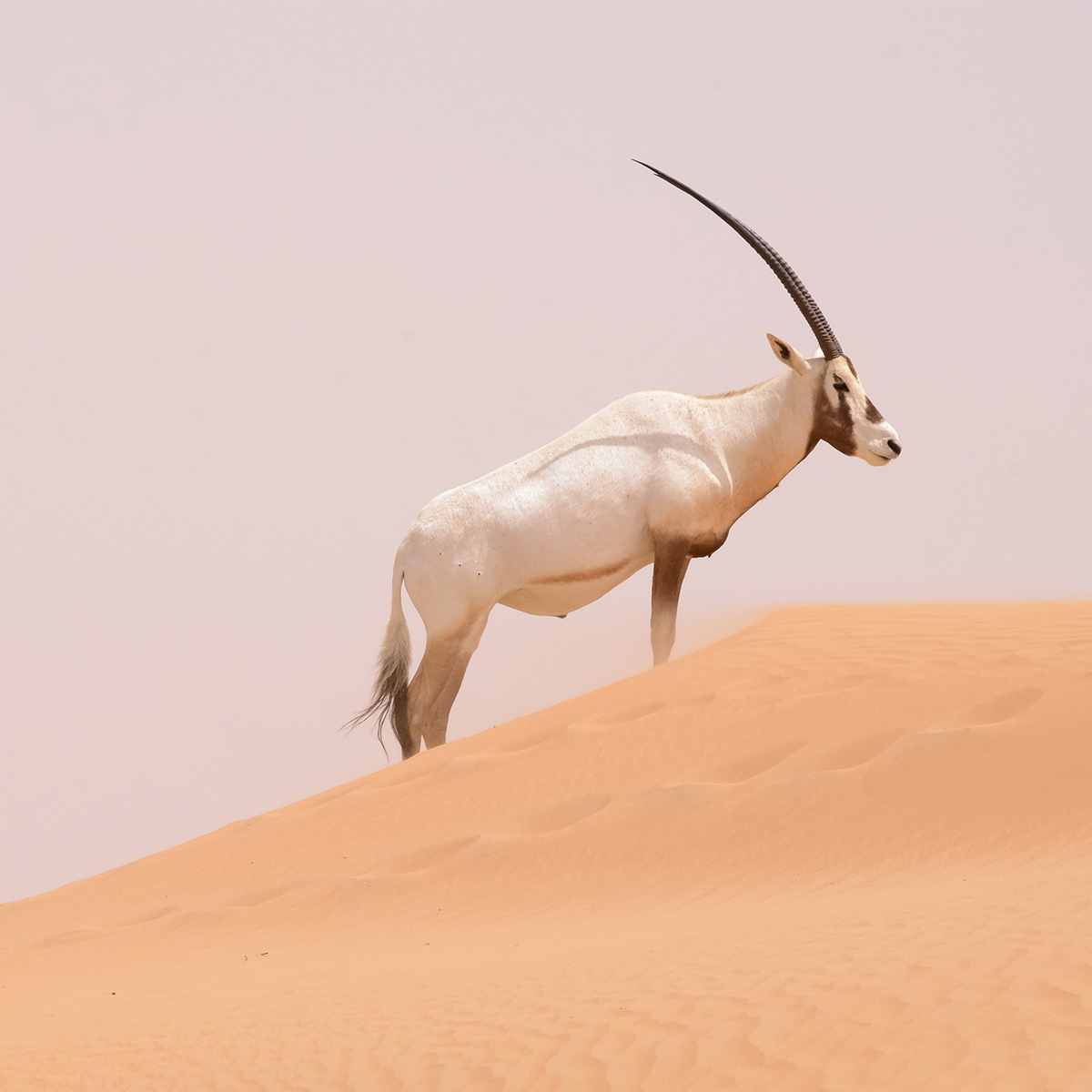 Oryx