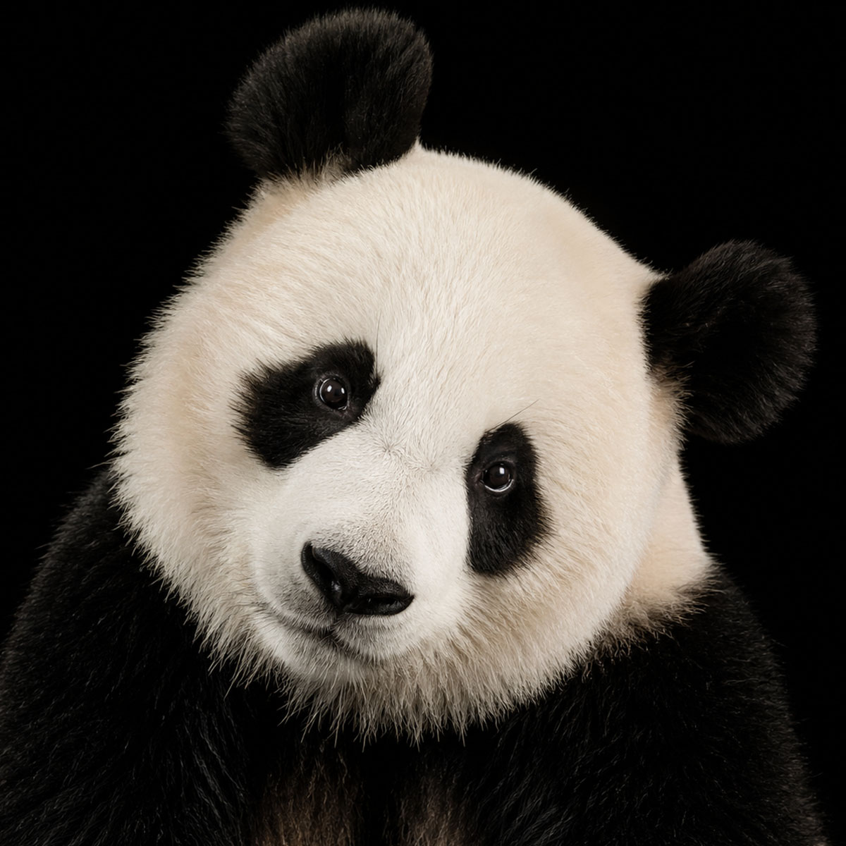 Portrait réaliste d'un panda généré par IA sur fond noir