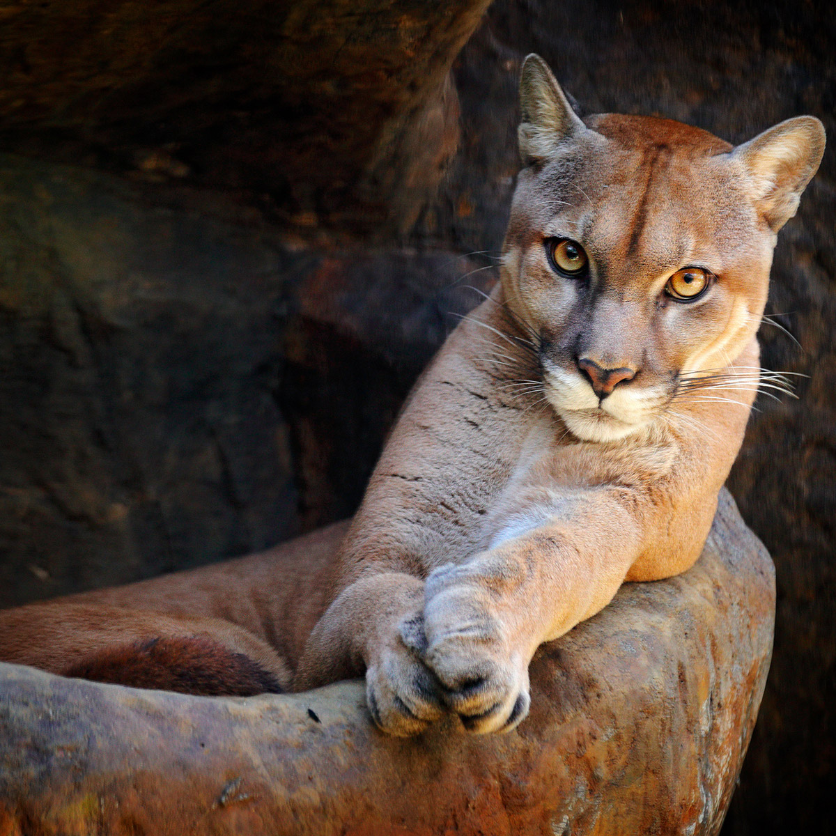 puma esperance de vie