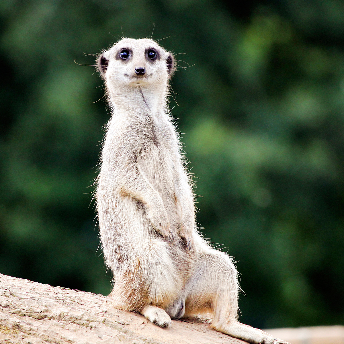 Suricate