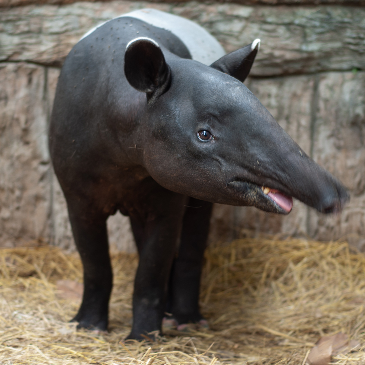 Tapir