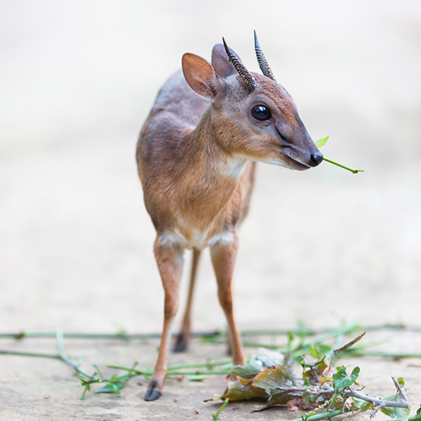 Bébé antilope