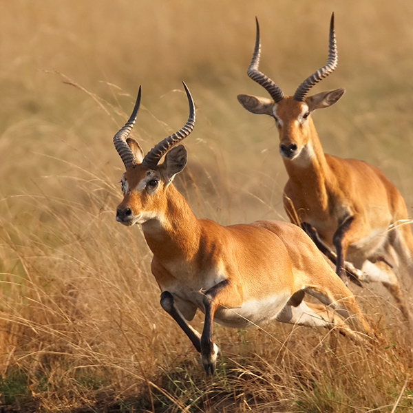 Antilopes à la course