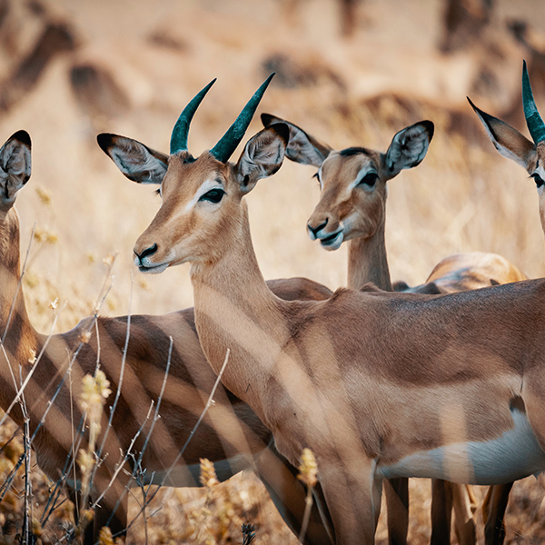 Groupe d'antilope