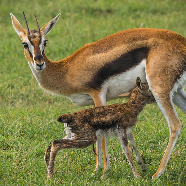 Maman antilope avec bébé