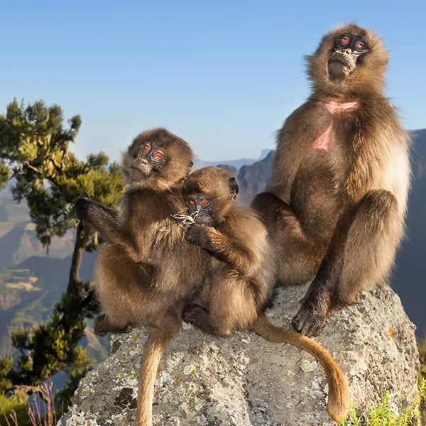 Famille de Babouin