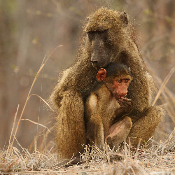 Maman babouin avec bébé
