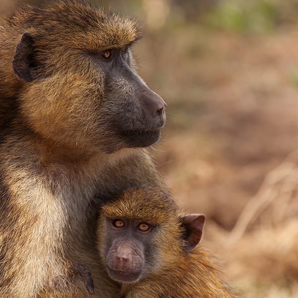 Papa babouin avec bébé