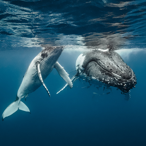 Maman baleine avec bébé