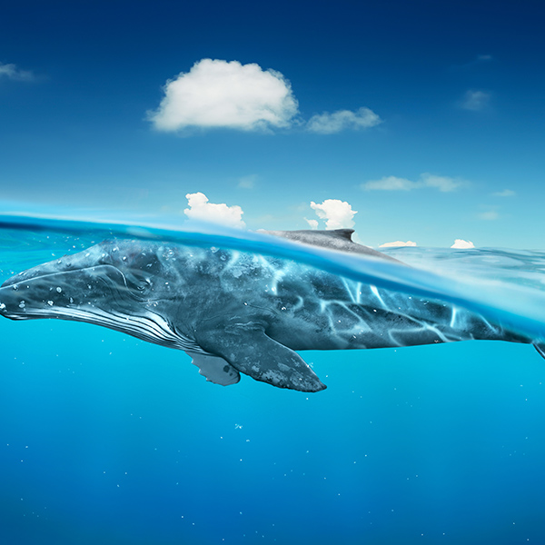 Baleine en surface de l'océan