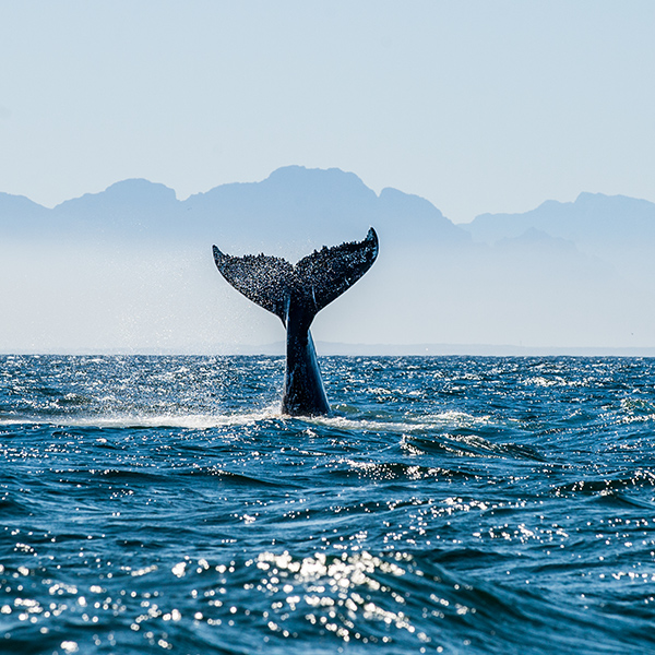 Queue de baleine