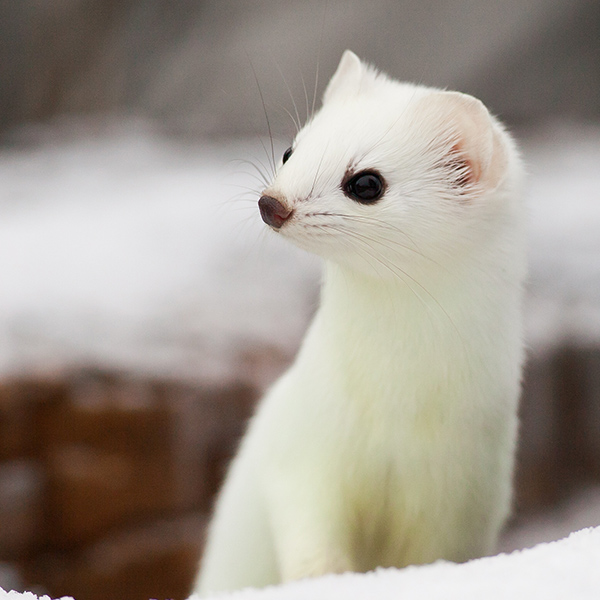 Belette blanche en hiver