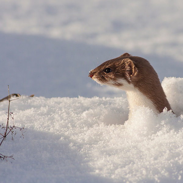 Belette en hiver