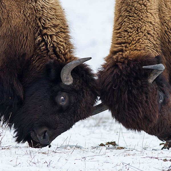 Combat de bison