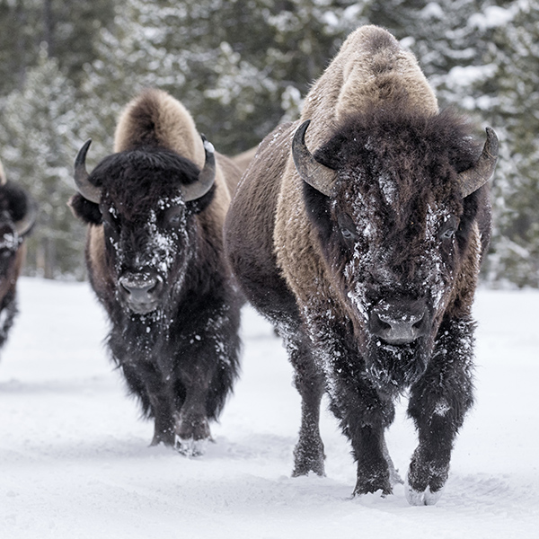 Bisons en hiver