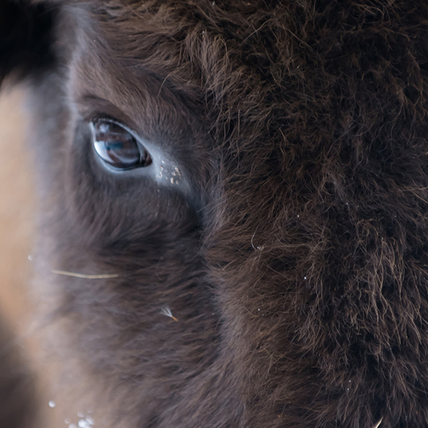 Oeil de Bison