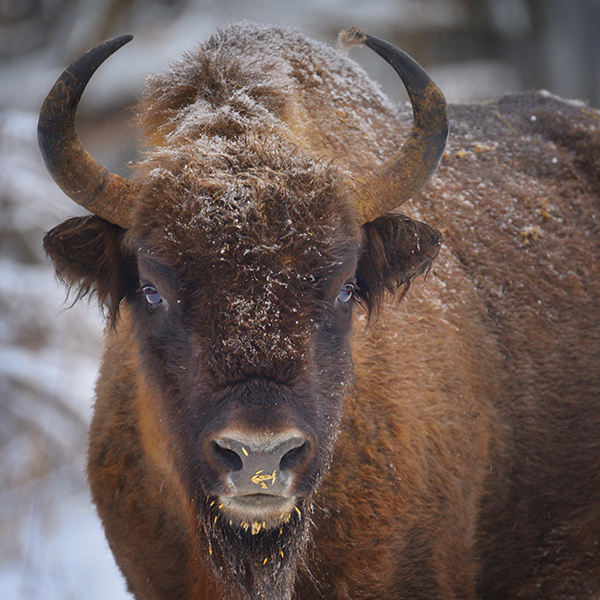 Bison qui regarde