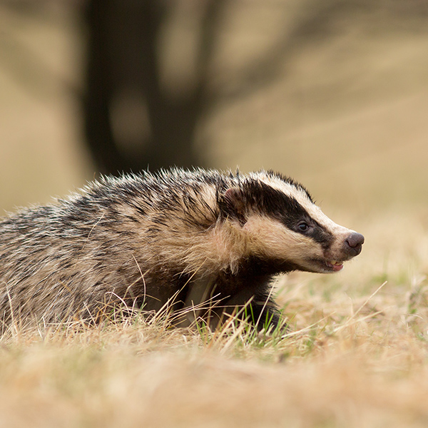 Blaireau qui chasse