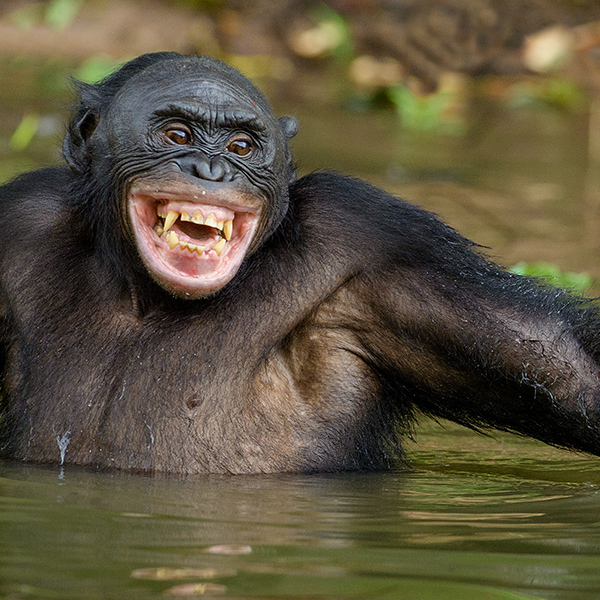 Un bonobo se baigne