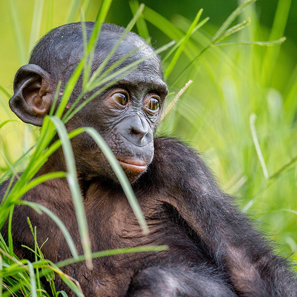 Bébé bonobo