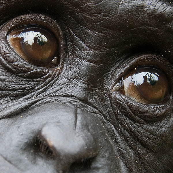 Yeux de bonobo