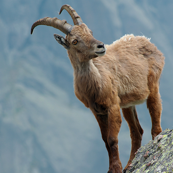 Bouquetin en montagne