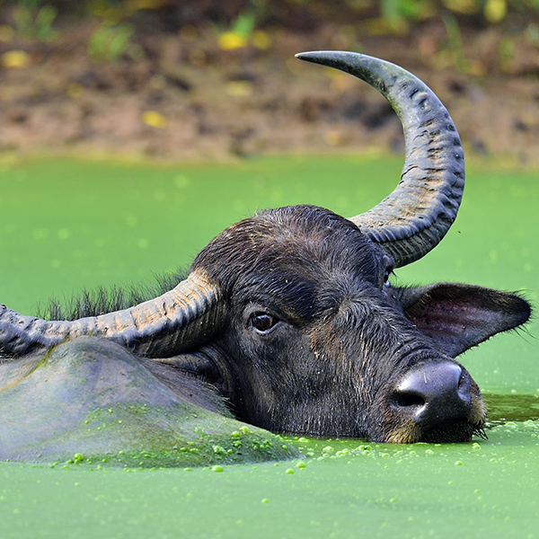 Buffle dans un étang