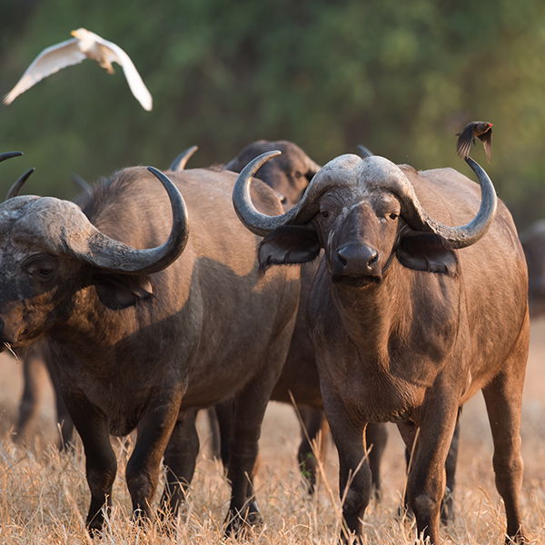 Groupe de buffle