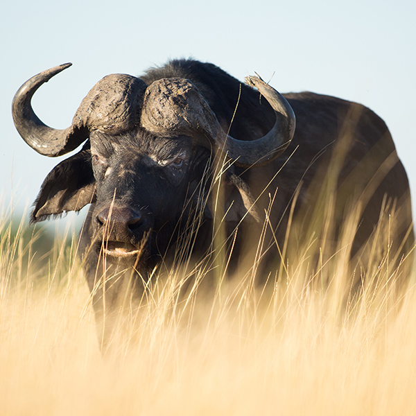 Buffle dans la prairie