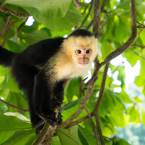 Capucin dans un arbre