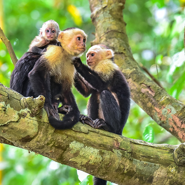 Famille de capucin