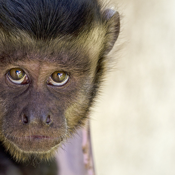 Regard du capucin