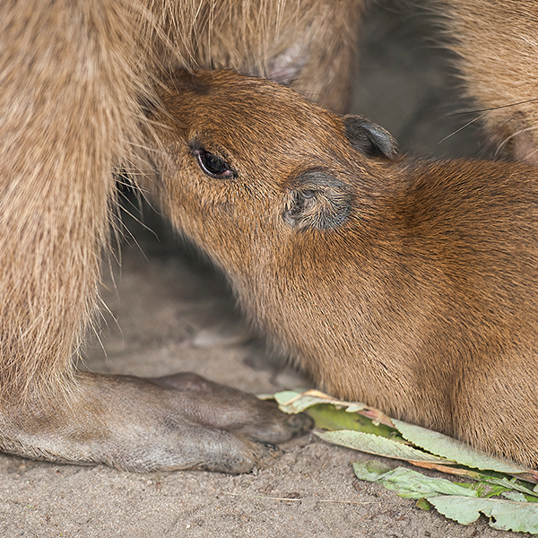 Bébé capybara